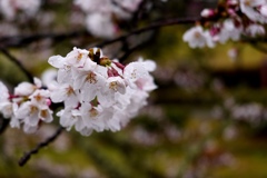 雨と桜