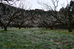 梅のトンネル。梅干し用の梅なんです