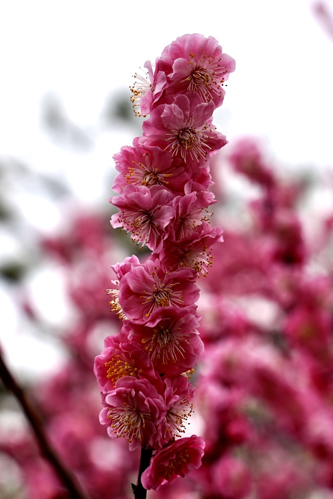 モコモコの花
