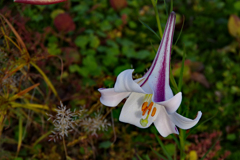 めりはりのある花