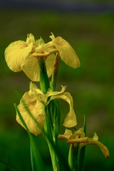 続々開花