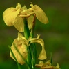 続々開花