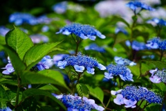 青いがく紫陽花
