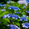 青いがく紫陽花