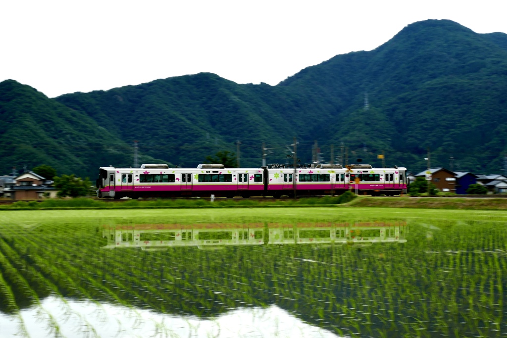 田植えを終えて