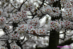 あっ！という間に桜が過ぎました