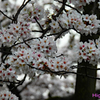 あっ！という間に桜が過ぎました