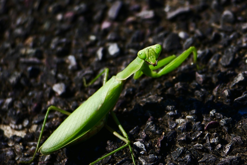 えっ⁈て感じで振り向くカマキリ
