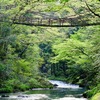 かずら橋と清流