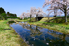 水辺の桜