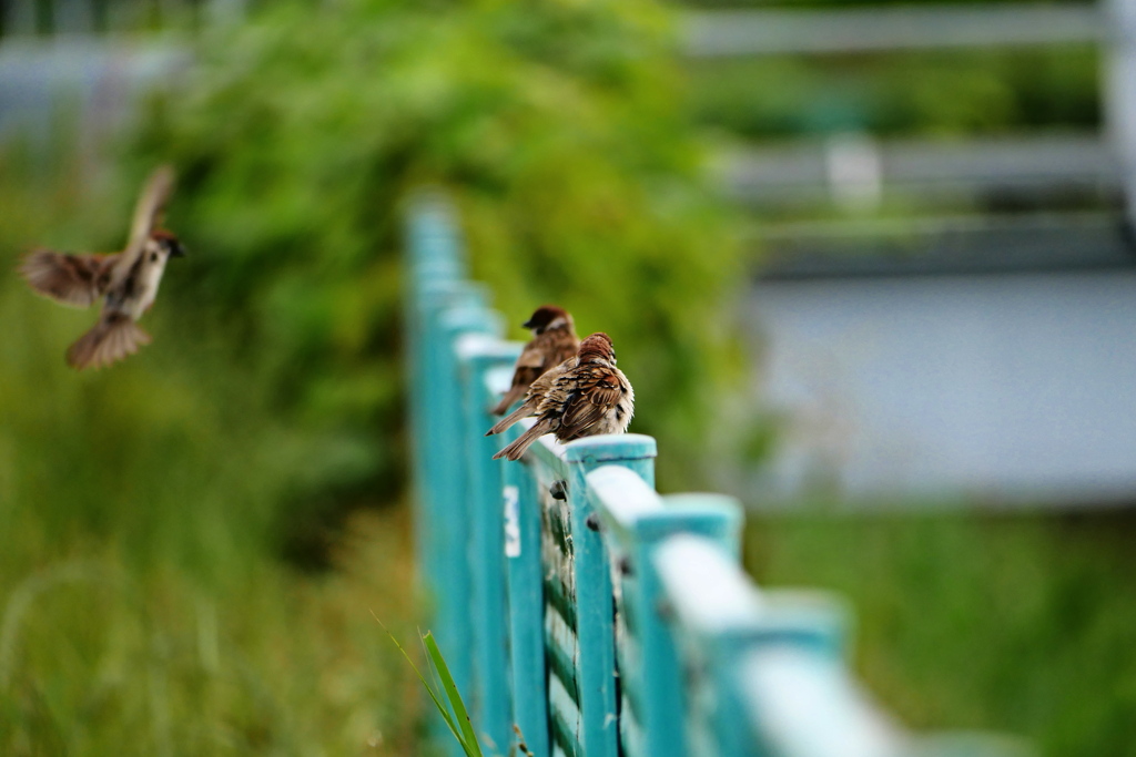 のんびり雀