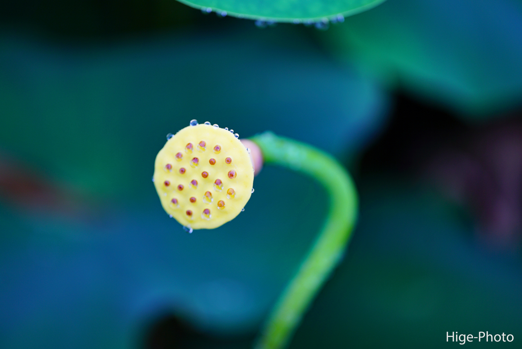 花びら落ちても…尚