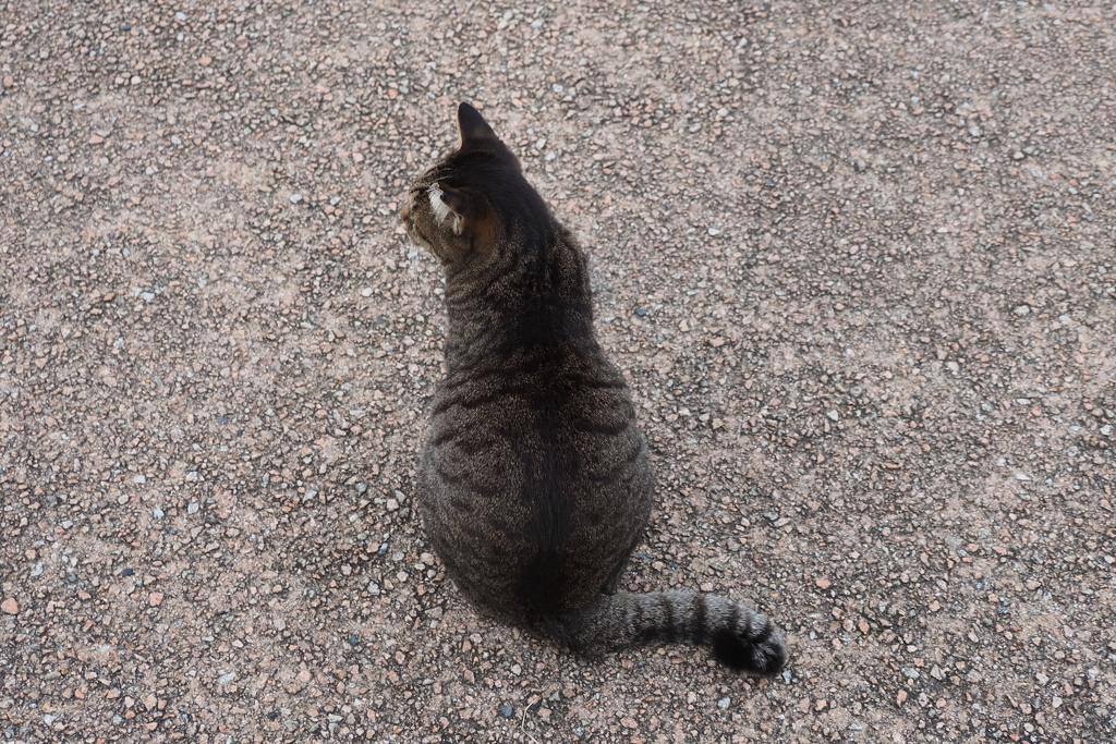 猫っぽい後ろ姿