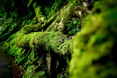 根に苔がまとわりつく