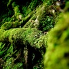 根に苔がまとわりつく