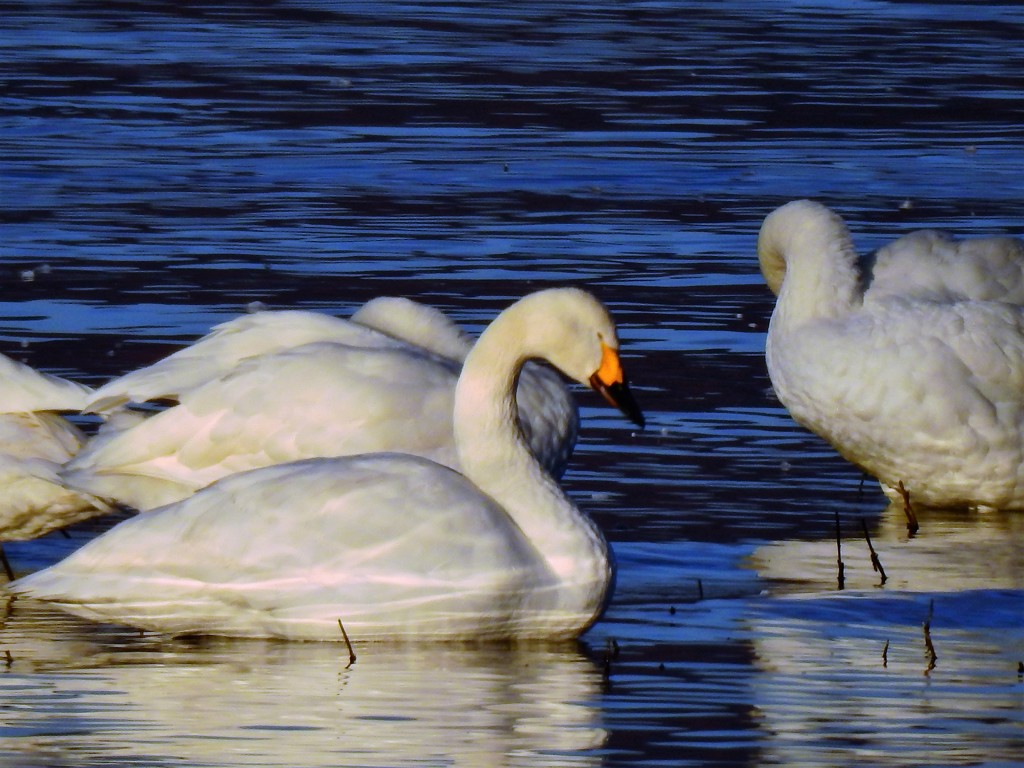 通りかかって思わずシャッター