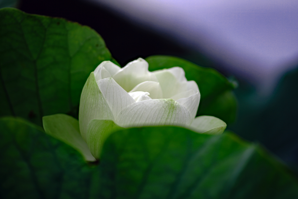白い花びら