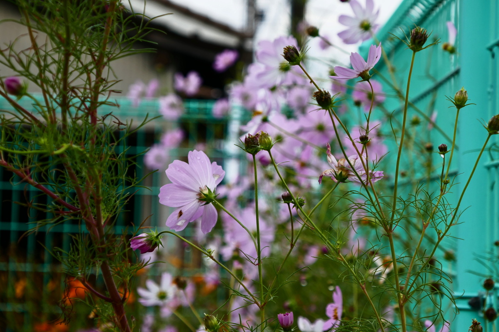 公園の秋桜