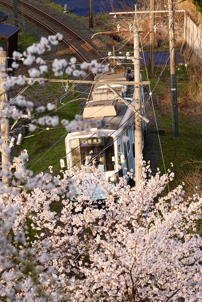 桜と電車Ⅰ
