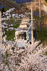 桜と電車Ⅰ