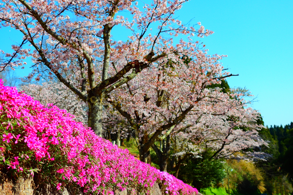 芝桜咲く