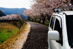 桜舞う