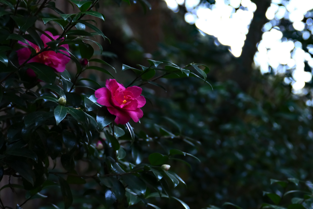 人目のつかないところに