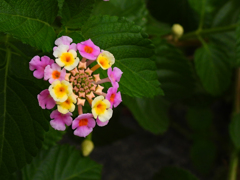 何だろう？な花
