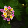 何だろう？な花