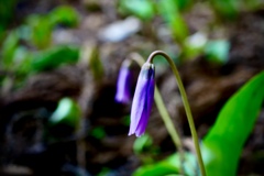 カタクリの花未だ開かず