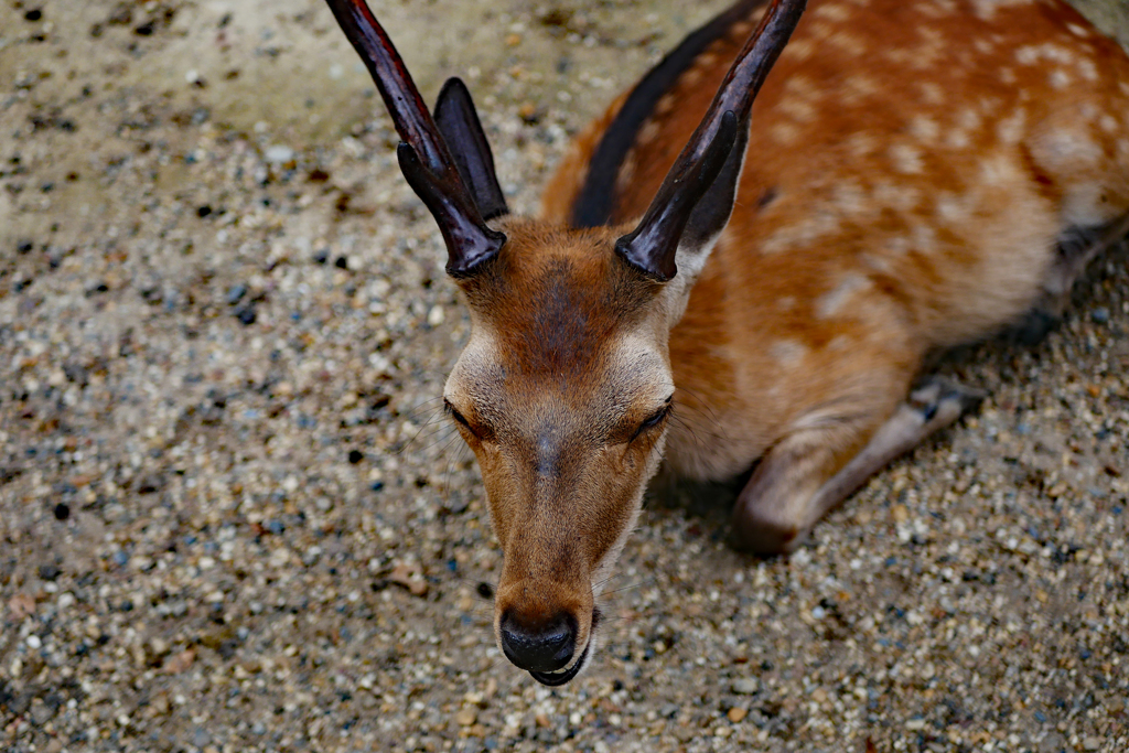 鹿の顔 By Higehige Id 写真共有サイト Photohito