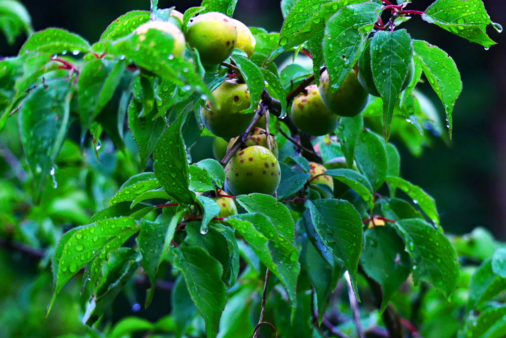 野生の梅
