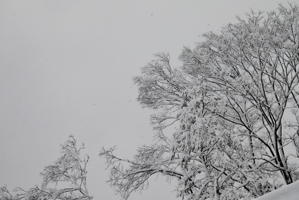 一気の雪