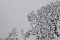 一気の雪