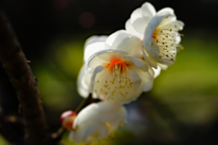 ぽつり…梅の花