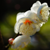 ぽつり…梅の花