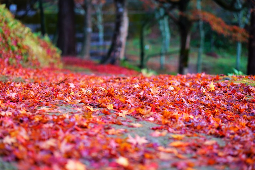 紅く燃えた跡