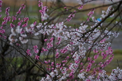 紅い花・淡い花