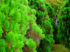 晴れの日にフラッシュ焚いて