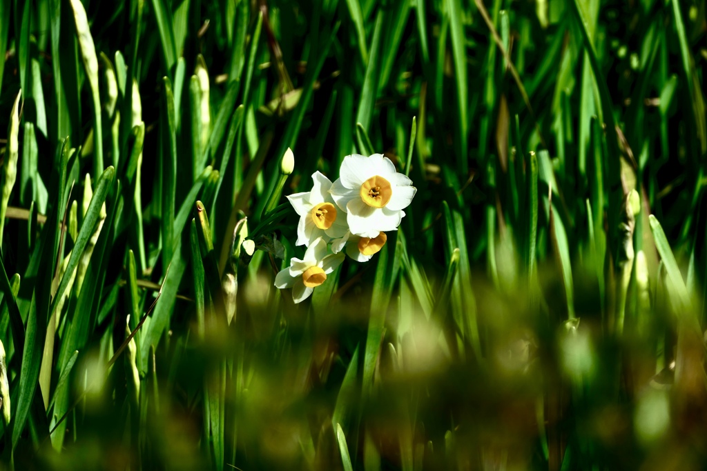 水仙が咲き始めました