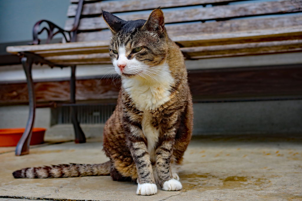 みつめる猫