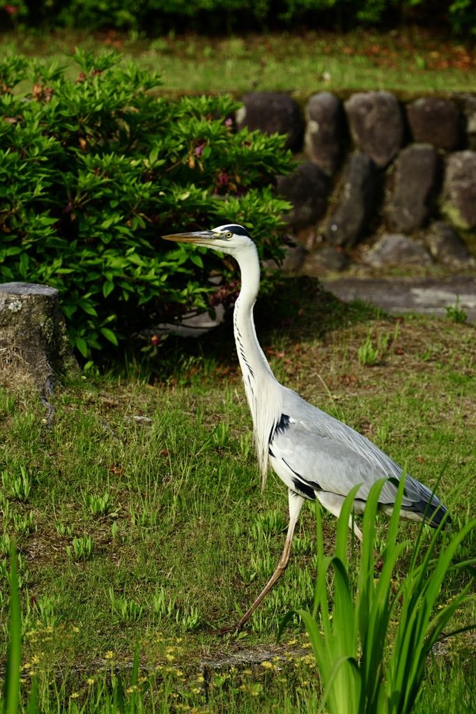 平然と横切るサギ