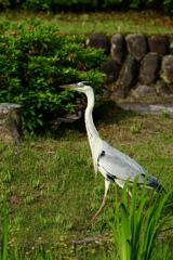 平然と横切るサギ