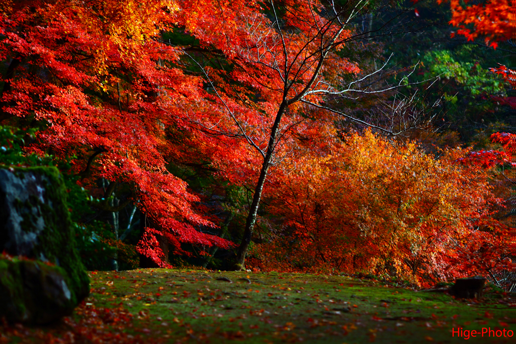地元の紅葉