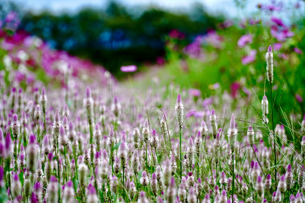 秋桜とケイトウ