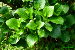 紫陽花は6月に向けて
