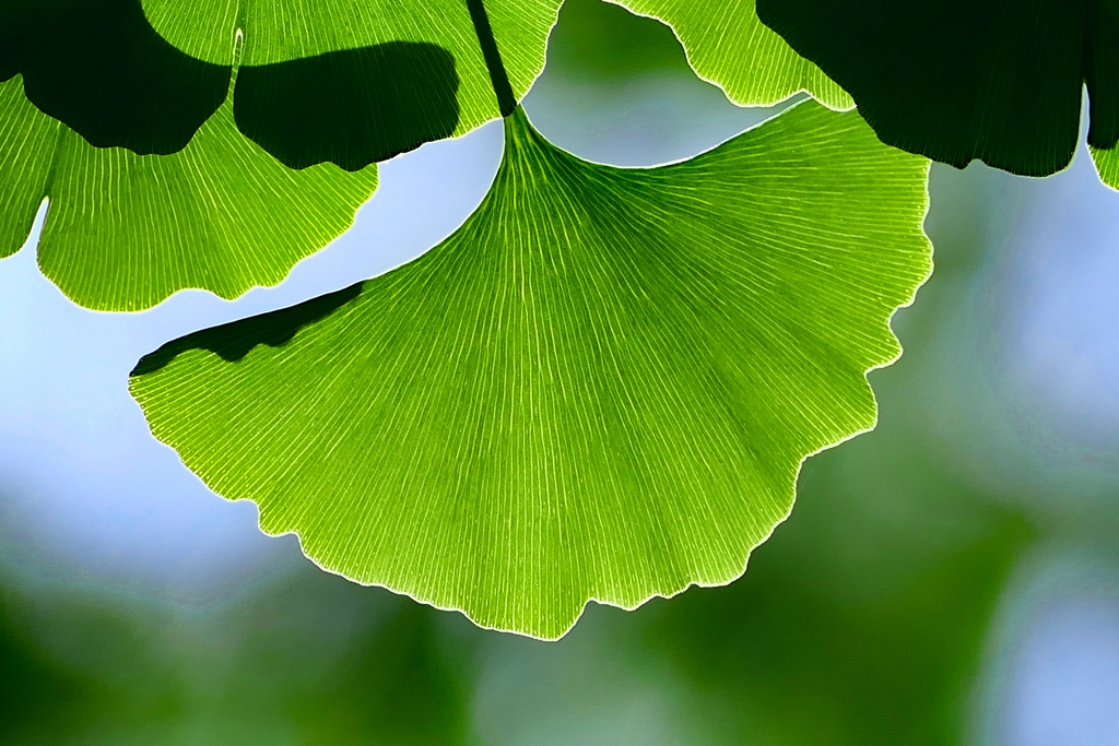 初夏のイチョウ