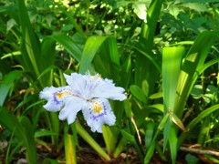 今度は一眼片手に散歩に来よう