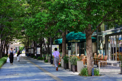 ホッ…とする木陰