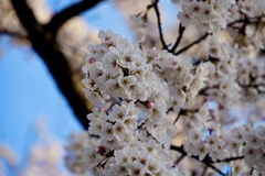 モコモコの桜